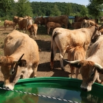 Aubrac nyílt nap Zirc-Kardosréten