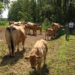 Aubrac nyílt nap Zirc-Kardosréten