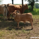 Aubrac nyílt nap Zirc-Kardosréten