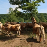 Aubrac nyílt nap Zirc-Kardosréten