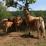 Aubrac nyílt nap Zirc-Kardosréten