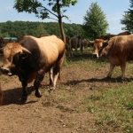 Aubrac nyílt nap Zirc-Kardosréten