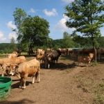 Aubrac nyílt nap Zirc-Kardosréten