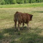 Aubrac nyílt nap Zirc-Kardosréten