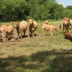 Aubrac nyílt nap Zirc-Kardosréten