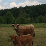 Aubrac nyílt nap Zirc-Kardosréten