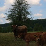 Aubrac nyílt nap Zirc-Kardosréten