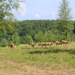 Aubrac nyílt nap Zirc-Kardosréten