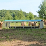 Aubrac nyílt nap Zirc-Kardosréten