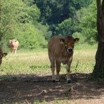 Aubrac nyílt nap Zirc-Kardosréten