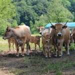 Aubrac nyílt nap Zirc-Kardosréten