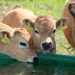 Aubrac nyílt nap Zirc-Kardosréten