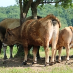 Aubrac nyílt nap Zirc-Kardosréten