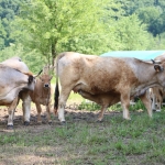 Aubrac nyílt nap Zirc-Kardosréten