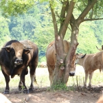 Aubrac nyílt nap Zirc-Kardosréten