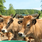 Aubrac nyílt nap Zirc-Kardosréten