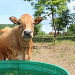 Aubrac nyílt nap Zirc-Kardosréten