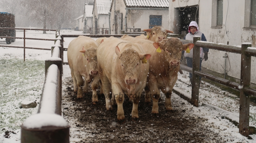 Hegyalja-Bos Kft. STV 2020. január