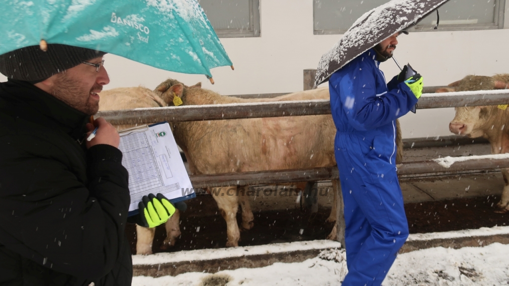 Hegyalja-Bos Kft. STV 2020. január