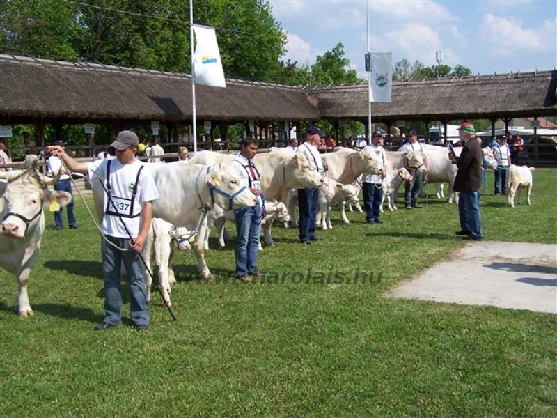 Hódmezõvásárhely 2009