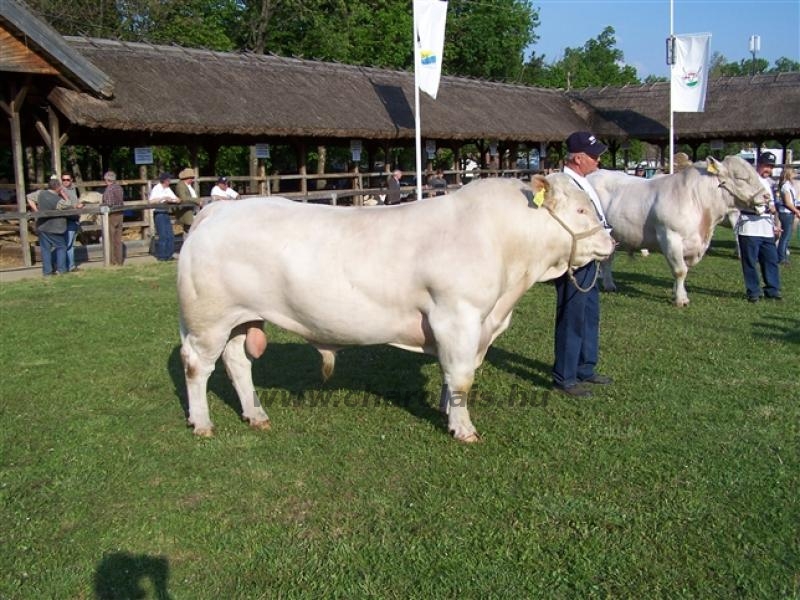 Hódmezõvásárhely 2009