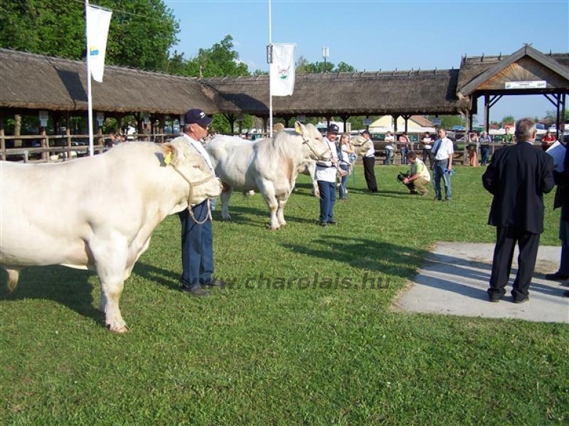 Hódmezõvásárhely 2009