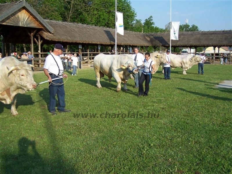 Hódmezõvásárhely 2009