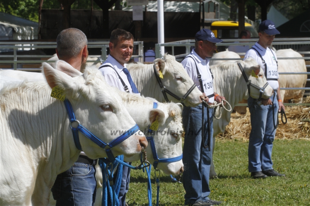 Hódmezővásárhely 2013