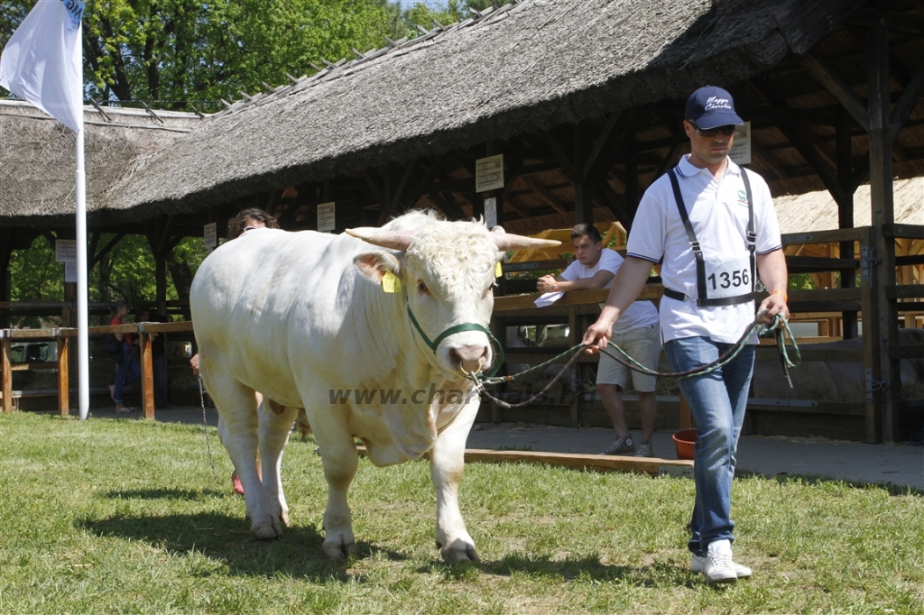 Hódmezővásárhely 2013