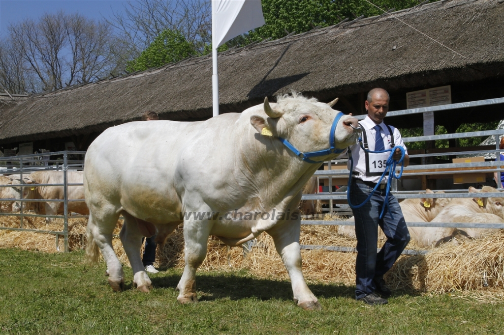 Hódmezővásárhely 2013