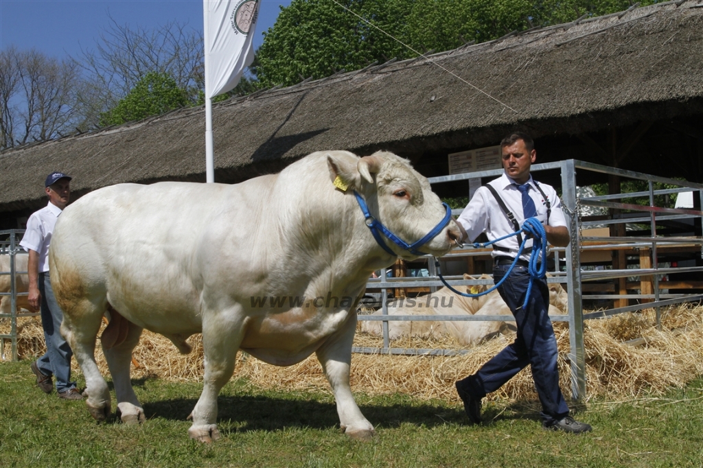 Hódmezővásárhely 2013