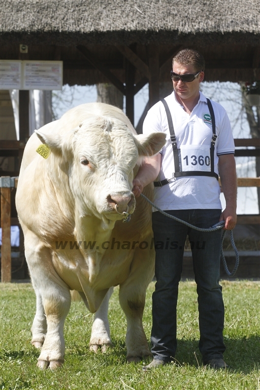 Hódmezővásárhely 2013