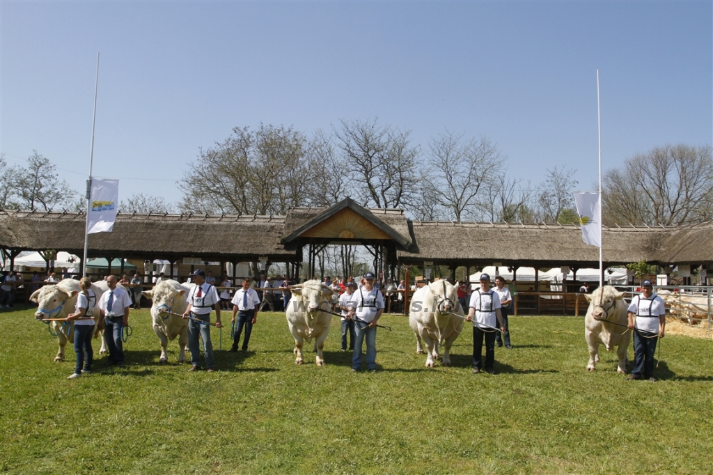 Hódmezővásárhely 2013