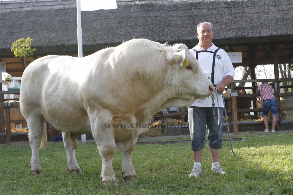 Hódmezővásárhely 2013