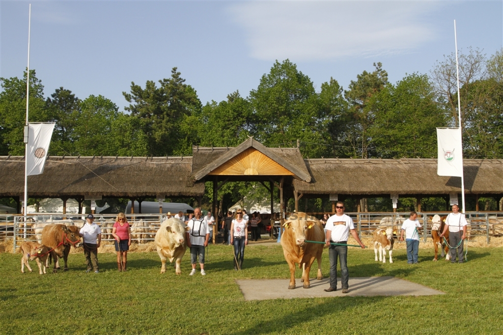 Hódmezővásárhely 2013