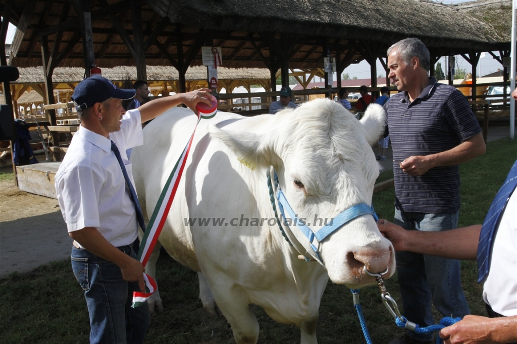 Hódmezővásárhely 2013