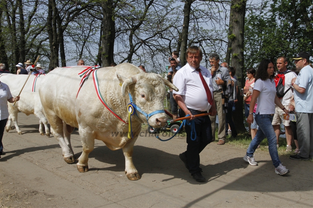 Hódmezővásárhely 2013