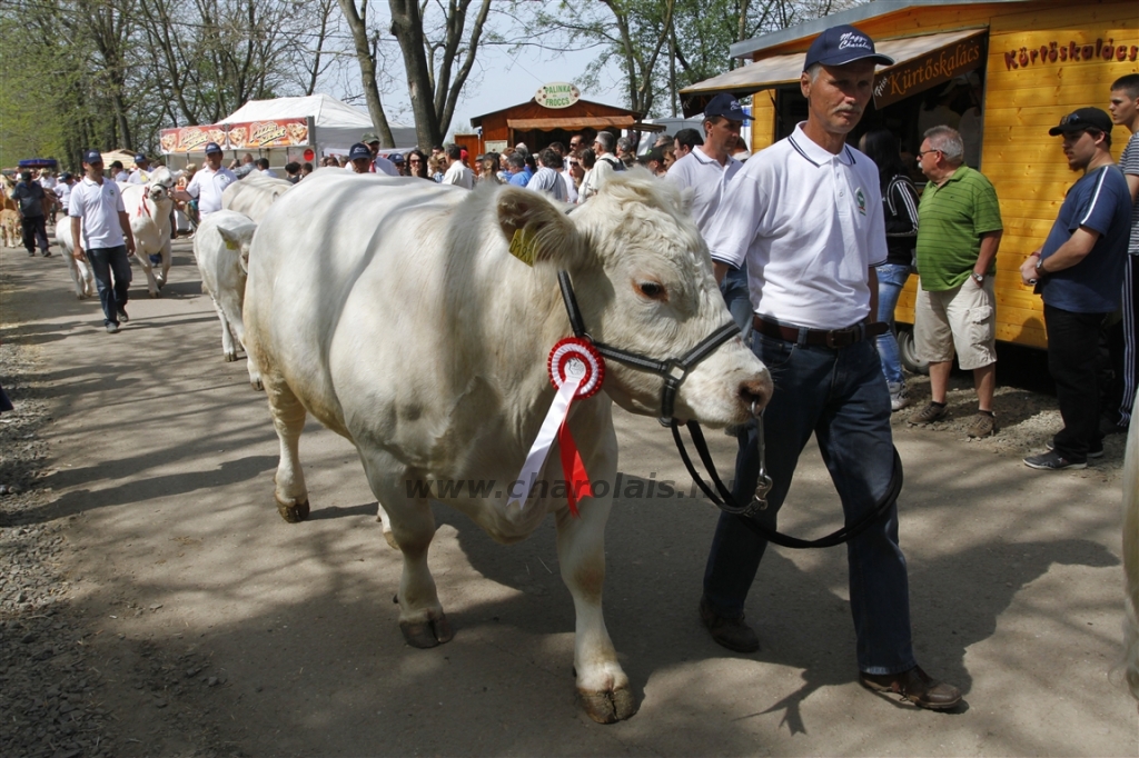 Hódmezővásárhely 2013