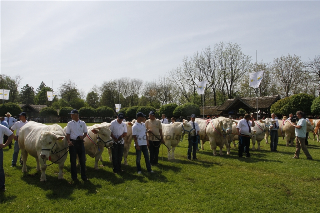 Hódmezővásárhely 2013