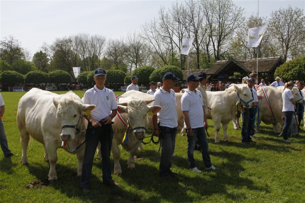 Hódmezővásárhely 2013