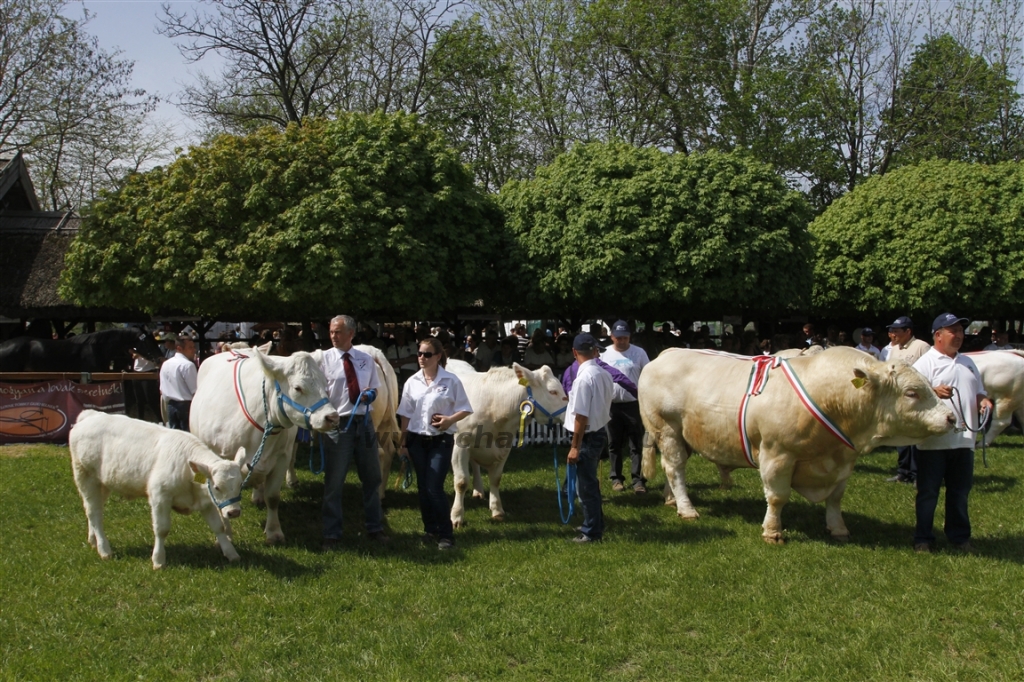 Hódmezővásárhely 2013