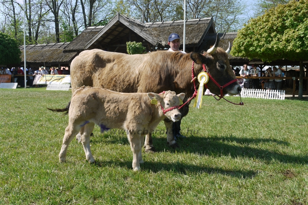 Hódmezővásárhely 2013