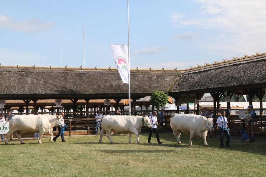 Hódmezővásárhely 2018