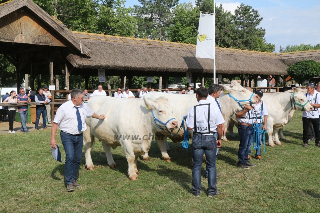 Hódmezővásárhely 2018