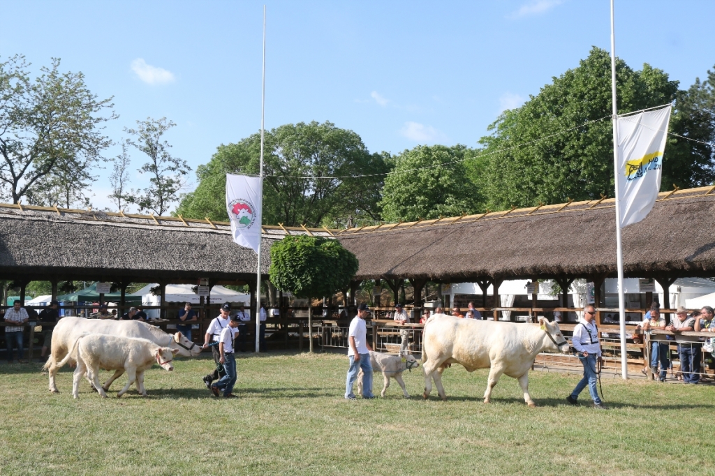 Hódmezővásárhely 2018