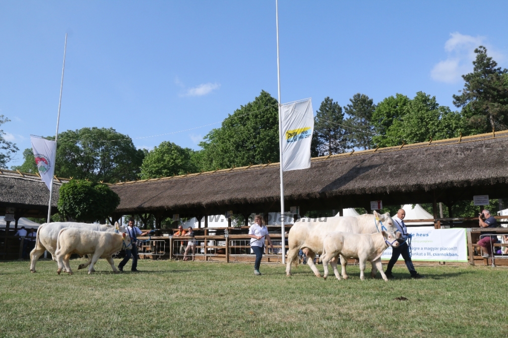 Hódmezővásárhely 2018