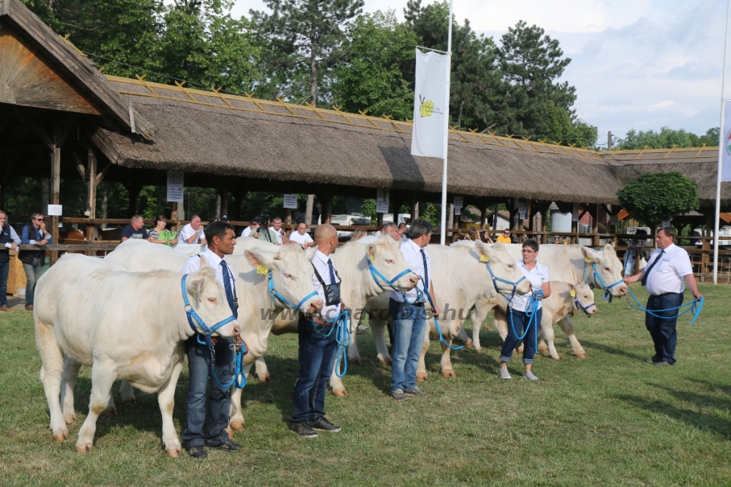 Hódmezővásárhely 2018