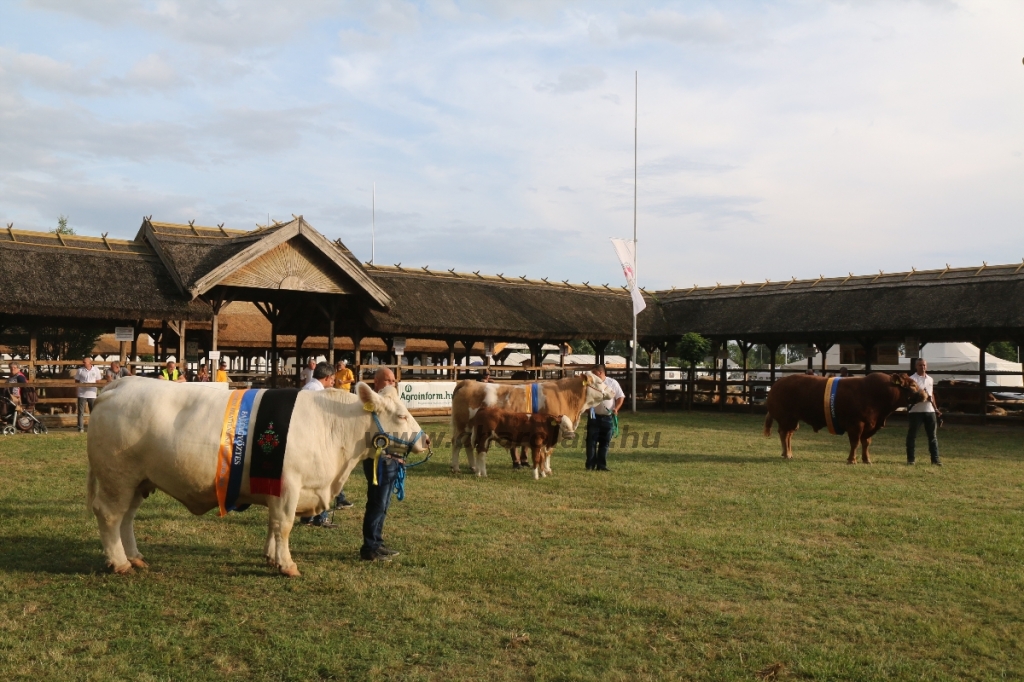 Hódmezővásárhely 2018