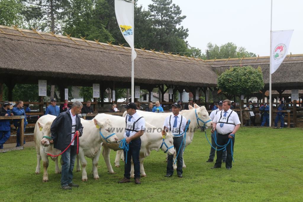 Hódmezővásárhely 2019