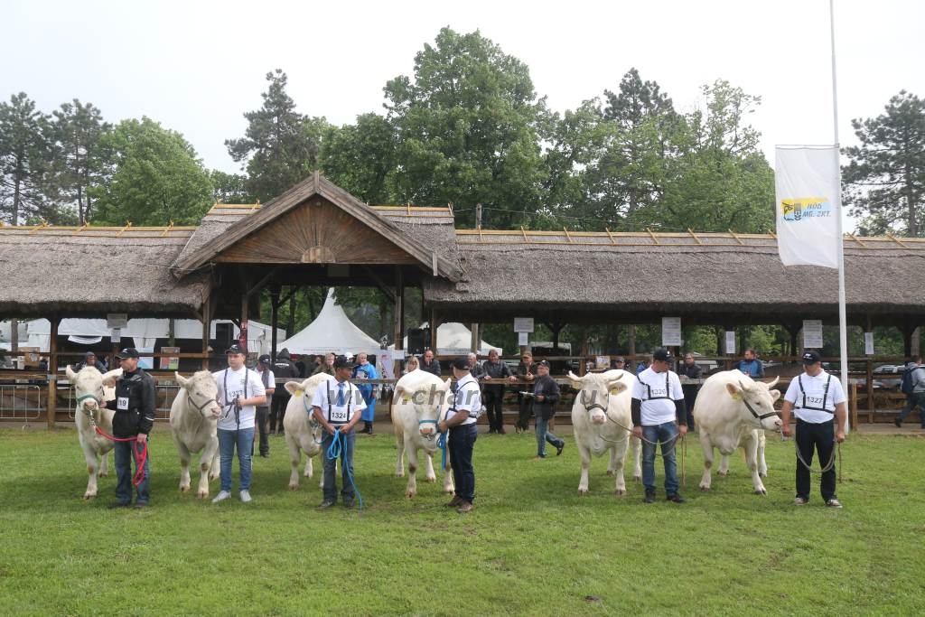 Hódmezővásárhely 2019